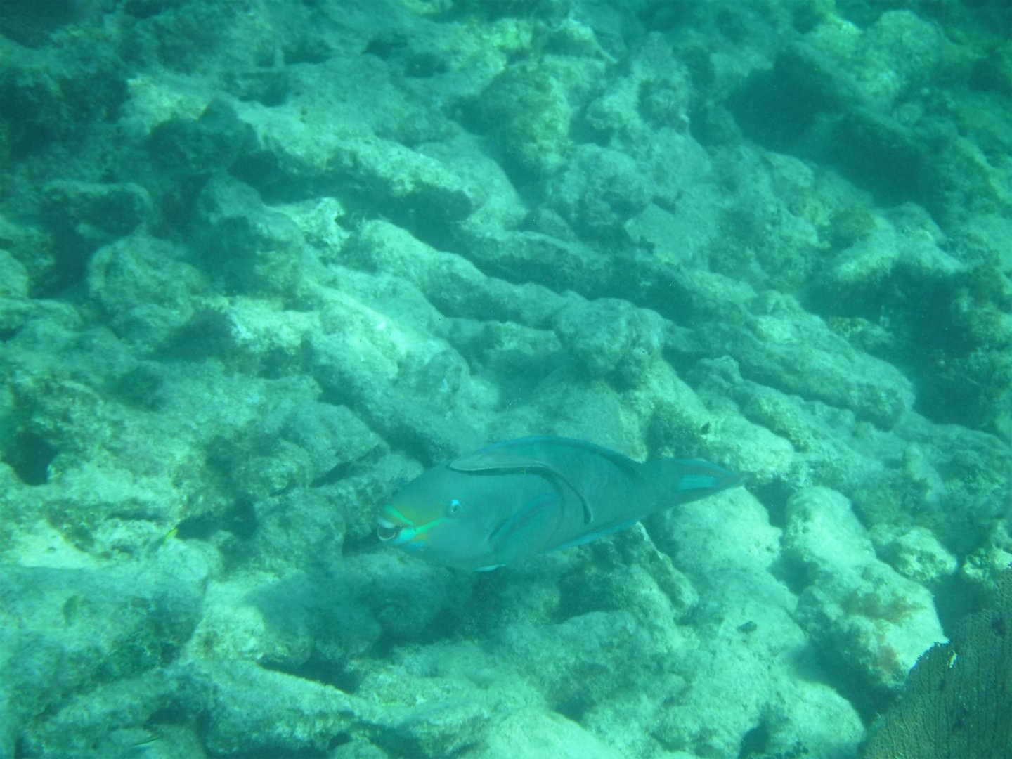 Stoplight Parrotfish and Remora
