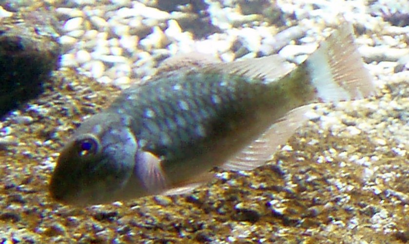 Stoplight Parrotfish (Sparisoma viride)
