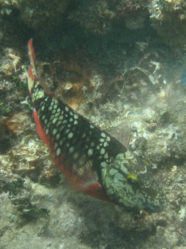 Stoplight parrotfish (Sparisoma viride)