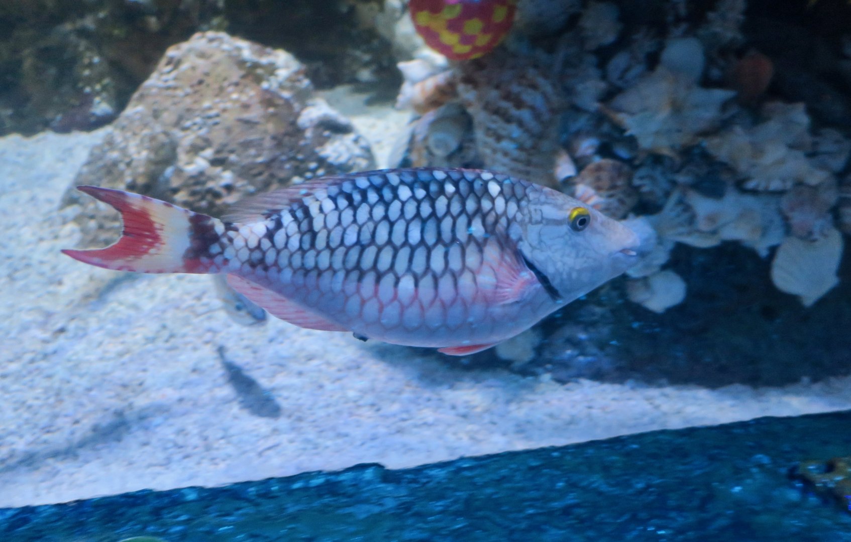 Stoplight Parrotfish (Sparisoma viride)