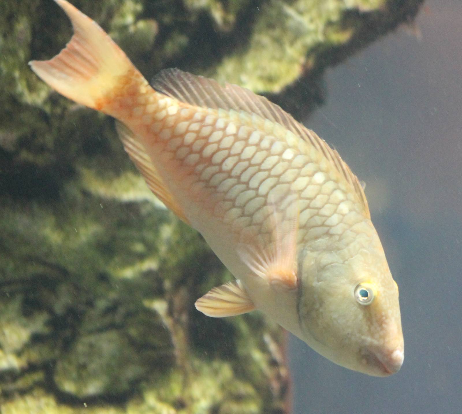 Stoplight parrotfish