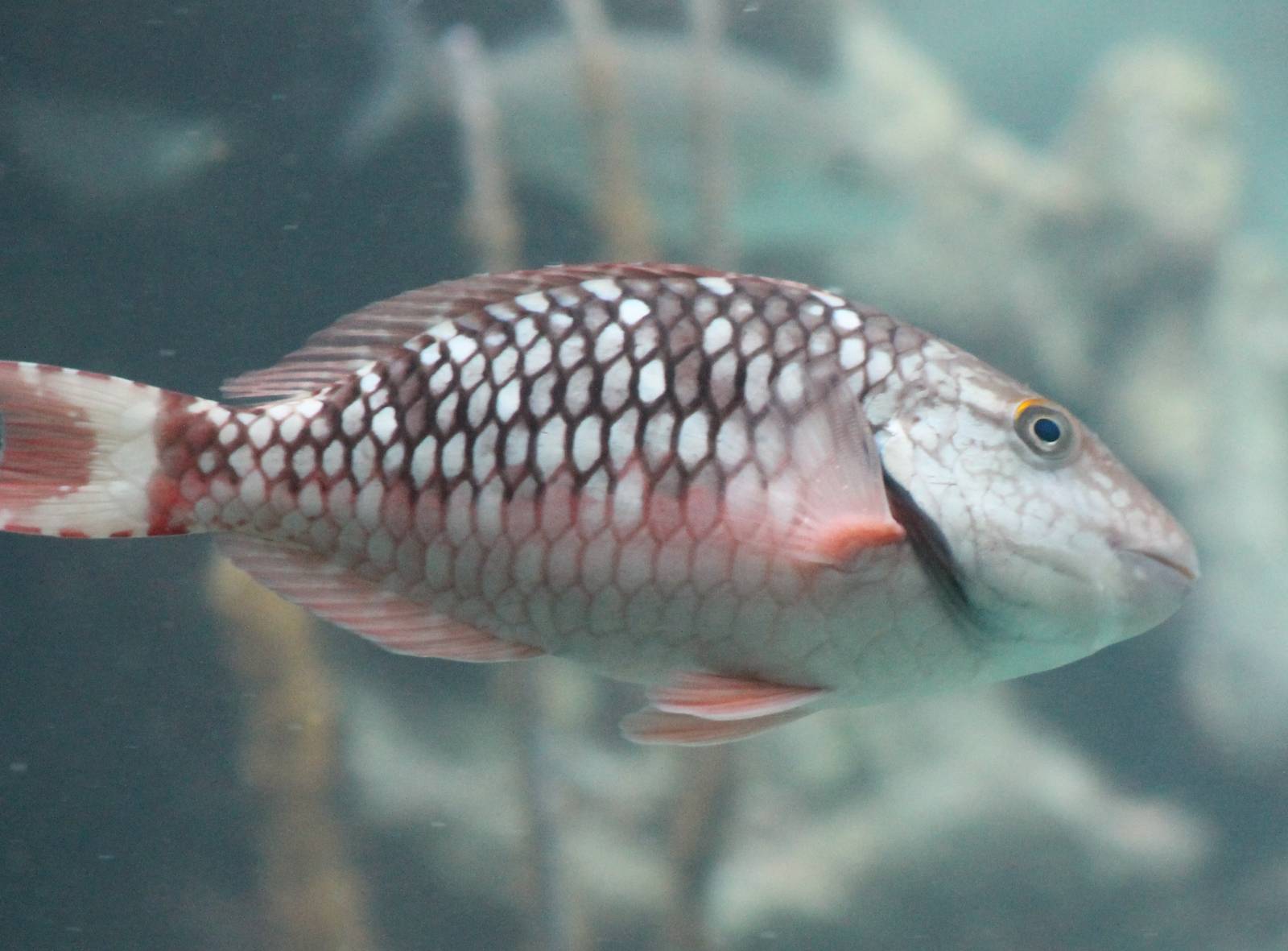 Stoplight parrotfish