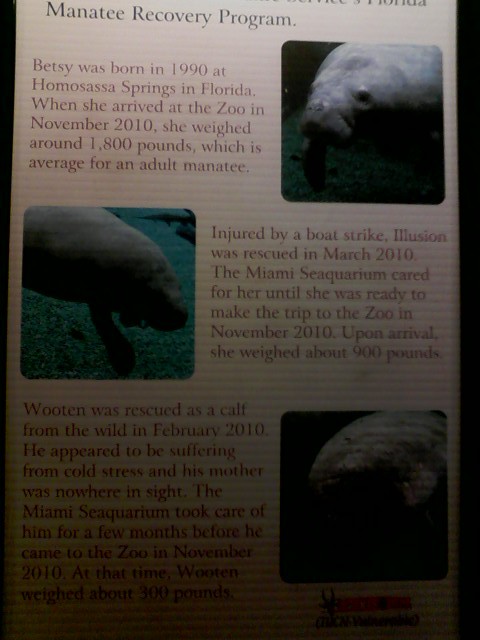 Stories of the Manatees at the Zoo