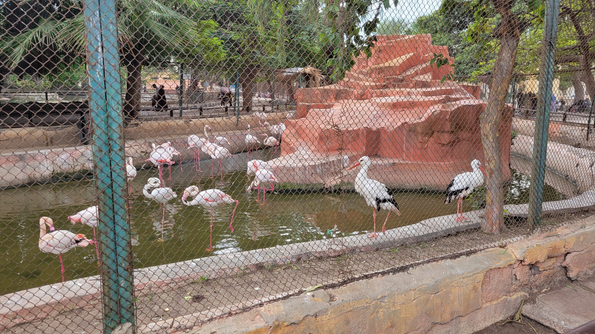 Stork and flamingo enclosure - Dec 2023