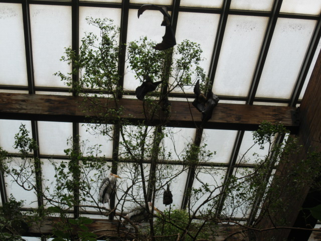 Stork and Fruit Bats