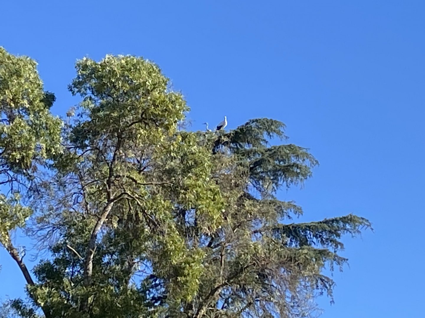 Stork and heron