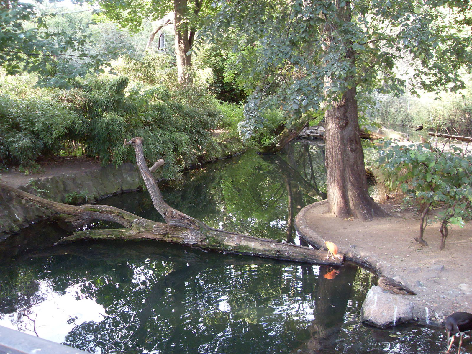 stork and ibis aviary 030910