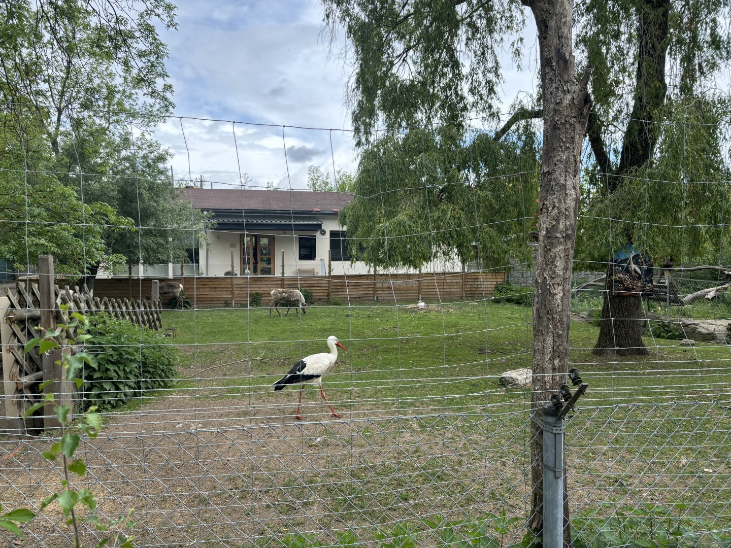 Stork and Reindeer Enclosure at Zoologischer Garten Hof
