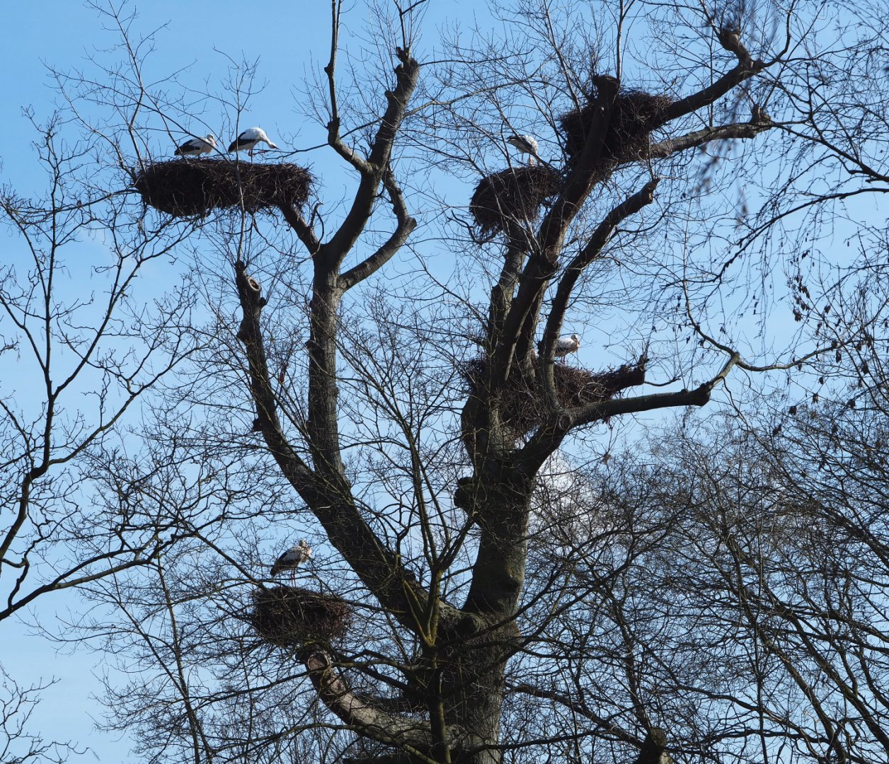 "Stork apartment" - Building with European white stork nests, 2021-02-23