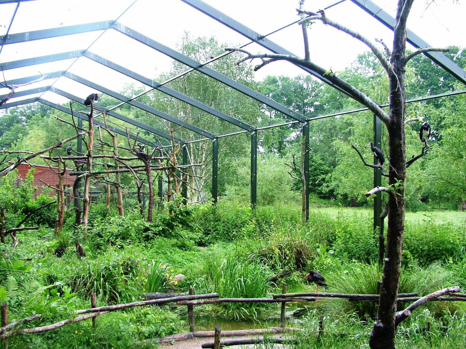 Stork Aviary at Rheine, 03/06/12