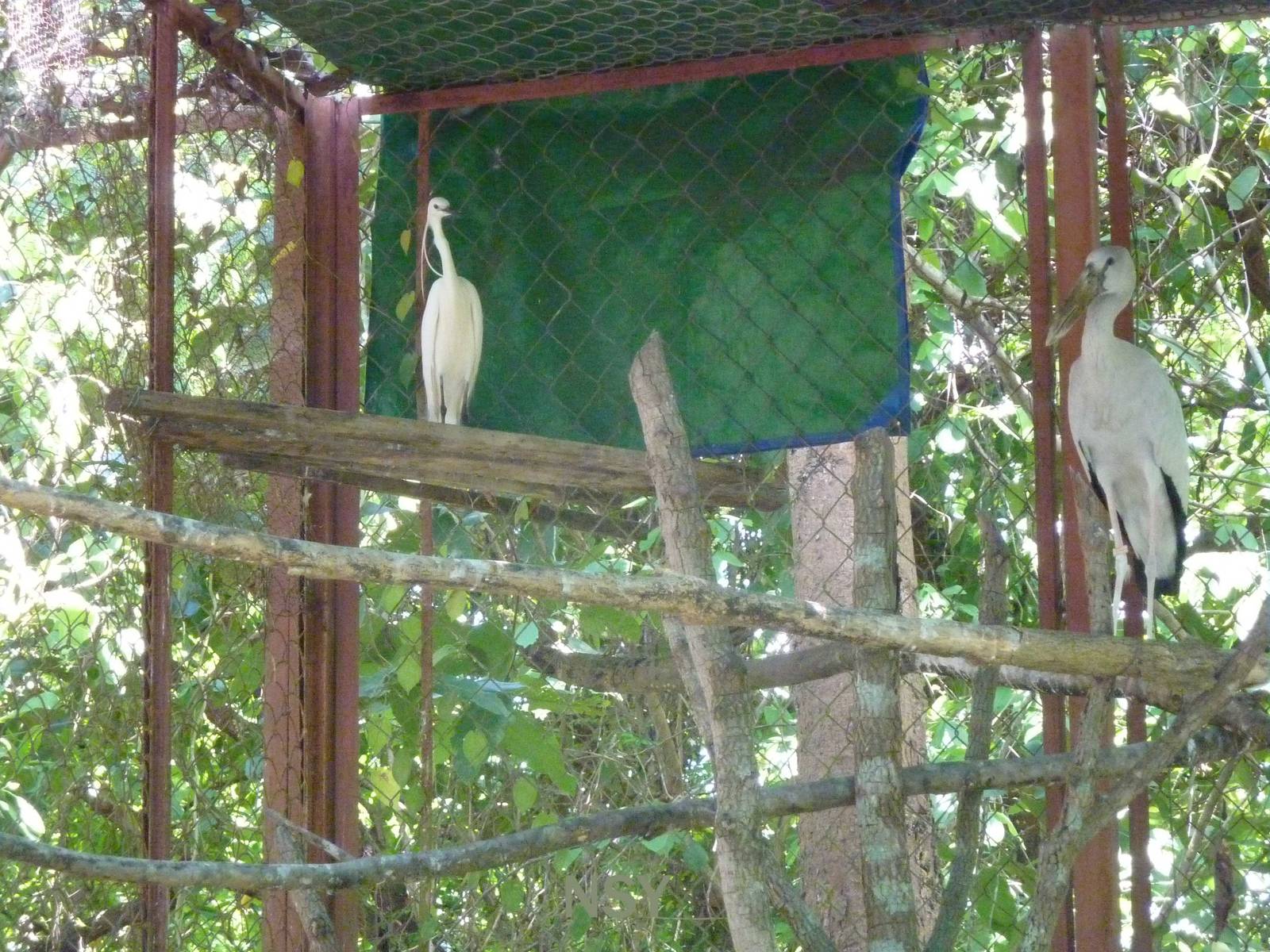 Stork aviary, May 2013