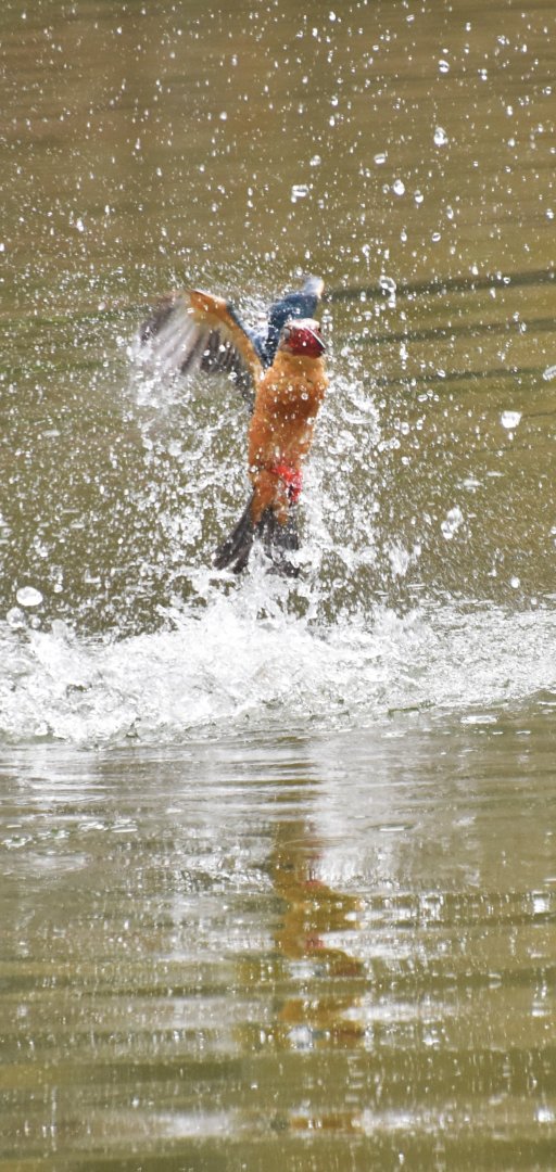 Stork billed kingfisher fishing (Pelargopsis capensis)