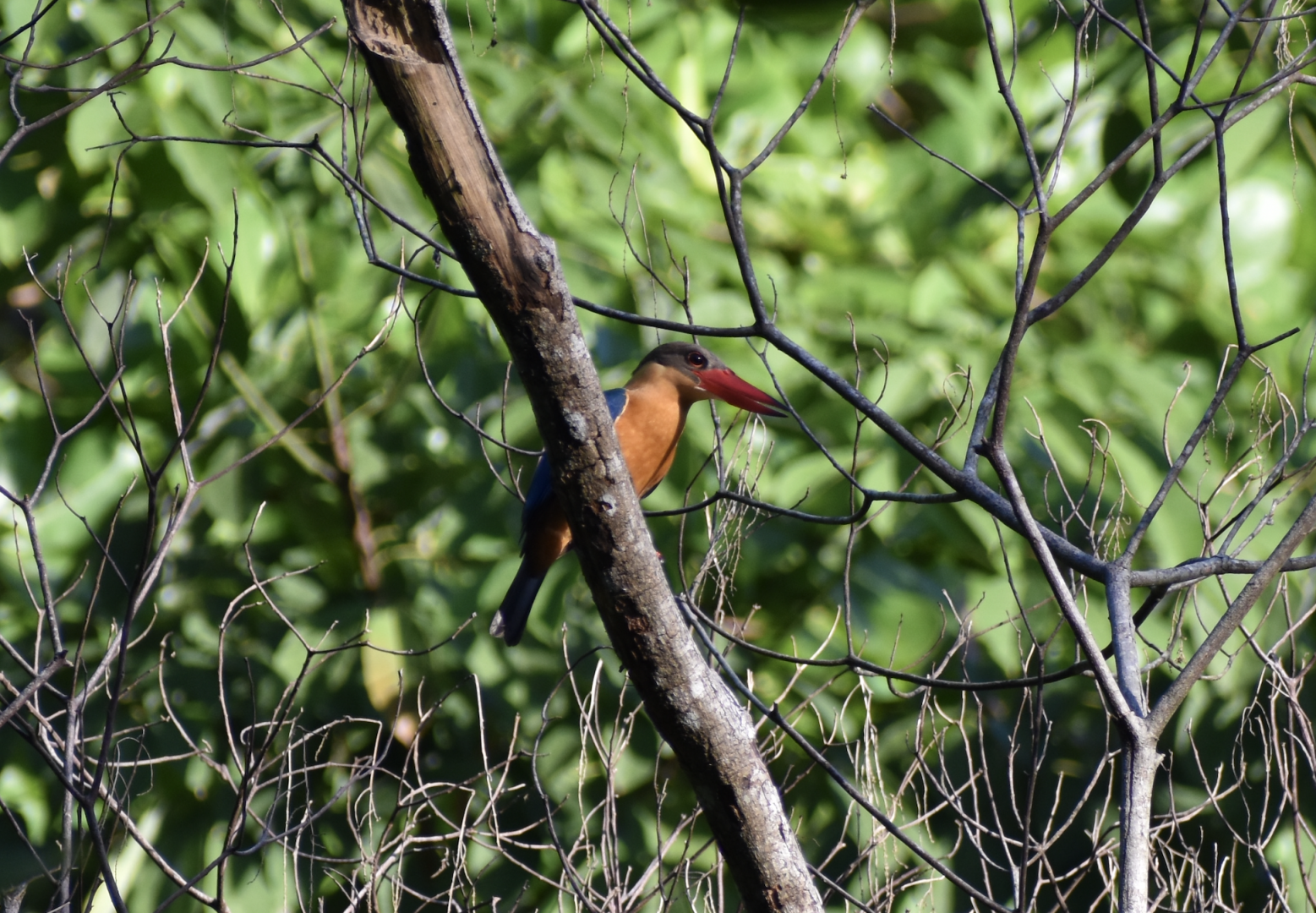 Stork Billed Kingfisher ~ Hindhede Nature Park