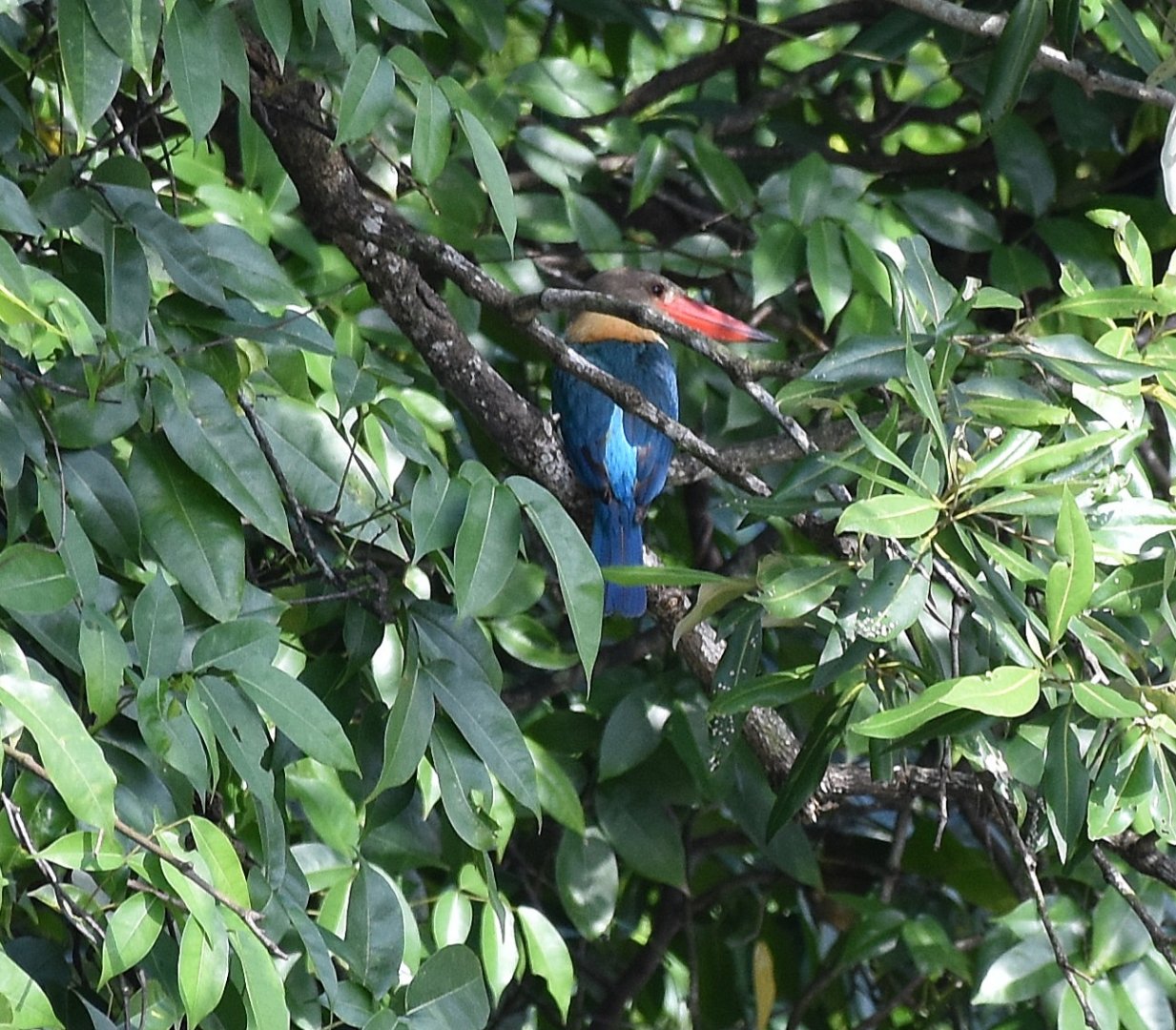 Stork-billed Kingfisher (Pelargopsis capensis malaccensis)
