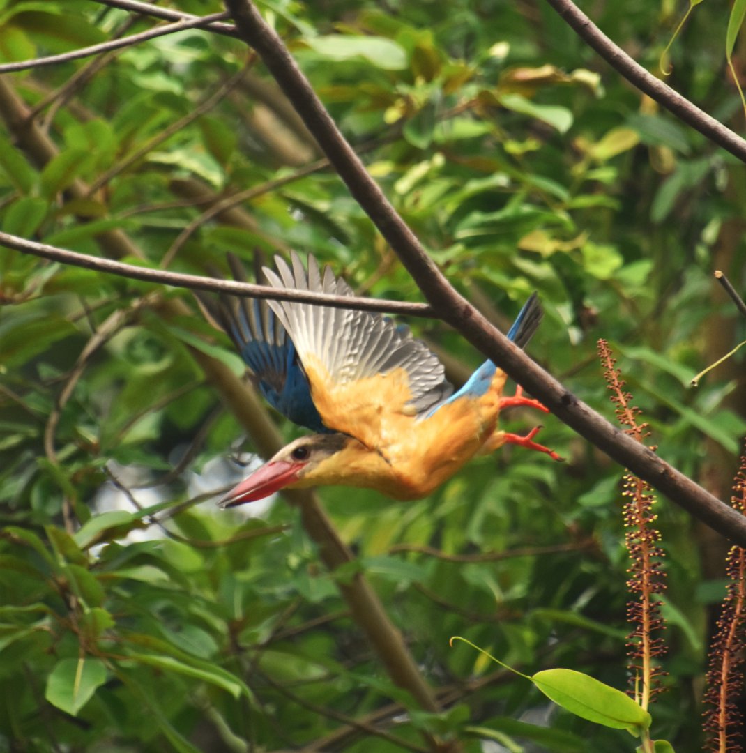 Stork billed kingfisher, Pelargopsis capensis