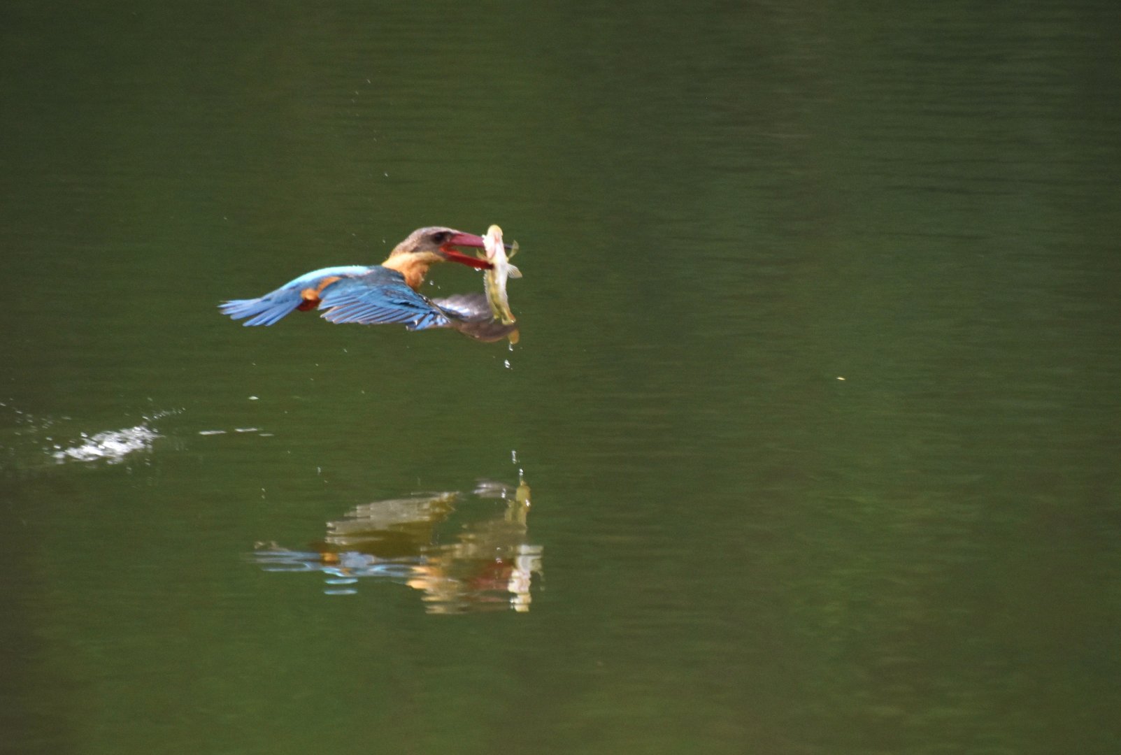 Stork billed kingfisher, Pelargopsis capensis