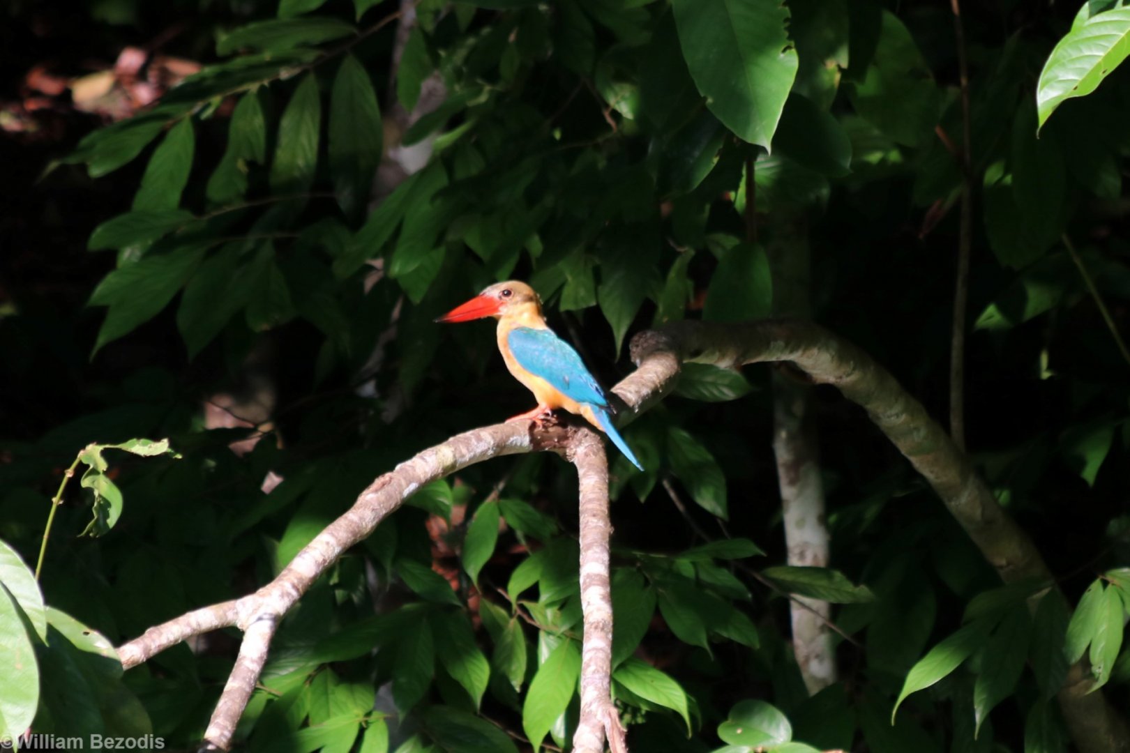 Stork-billed Kingfisher - Sepilok