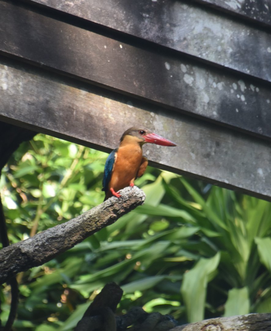 Stork billed kingfisher (wild)