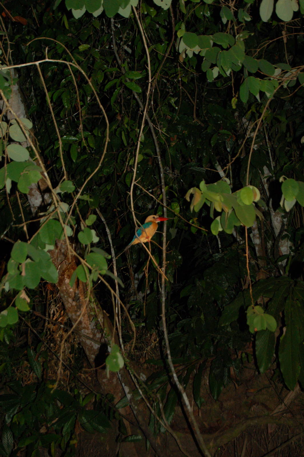 Stork billed kingfisher