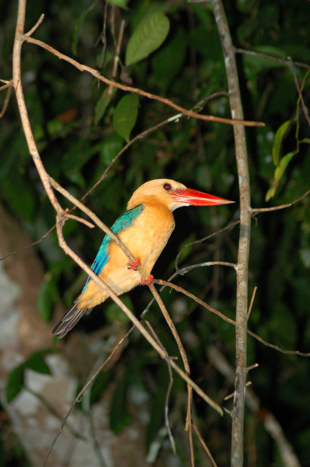 Stork billed kingfisher