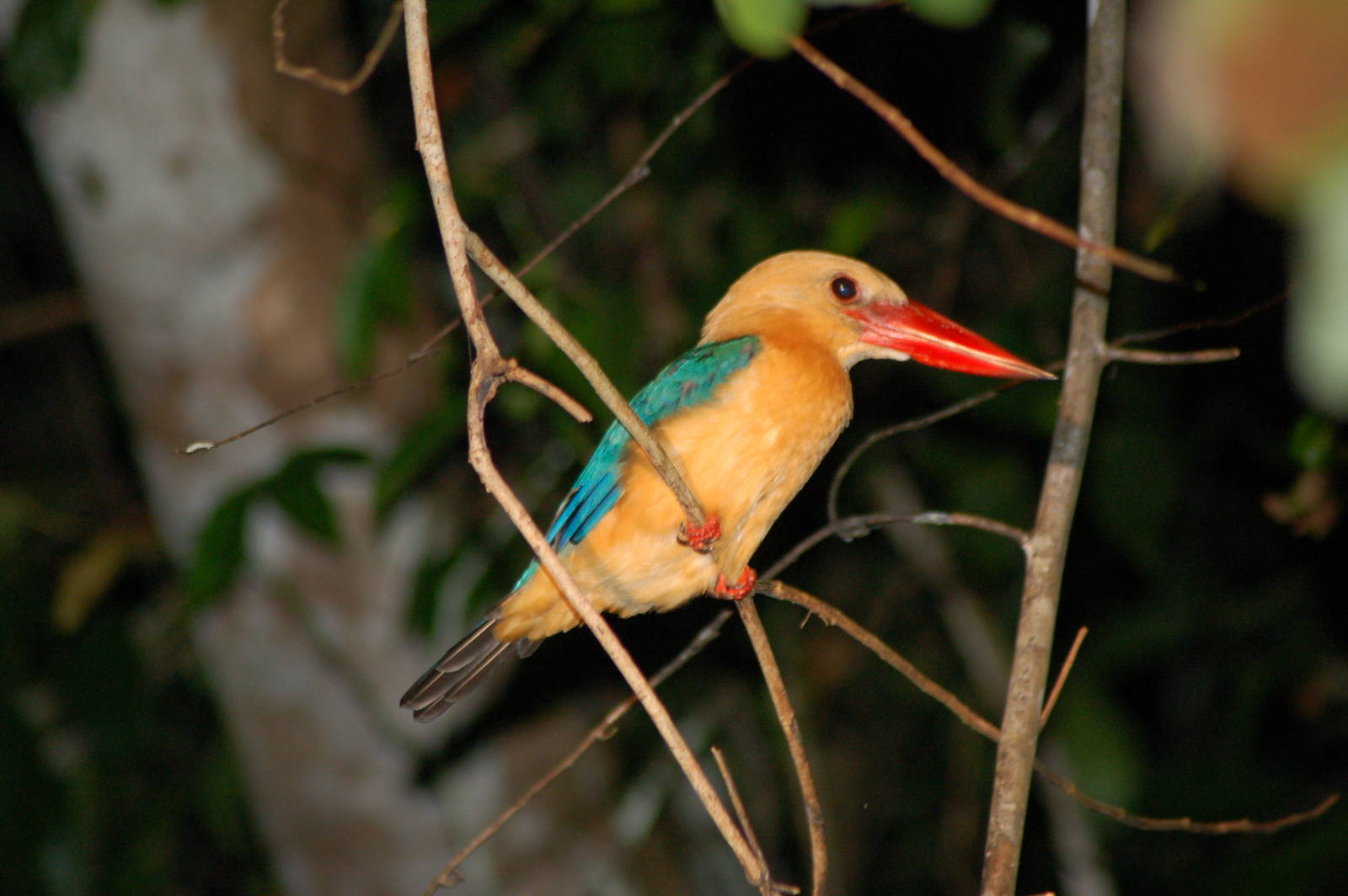Stork billed kingfisher