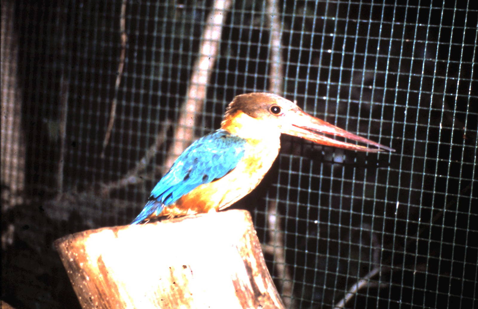 stork-billed kingfisher
