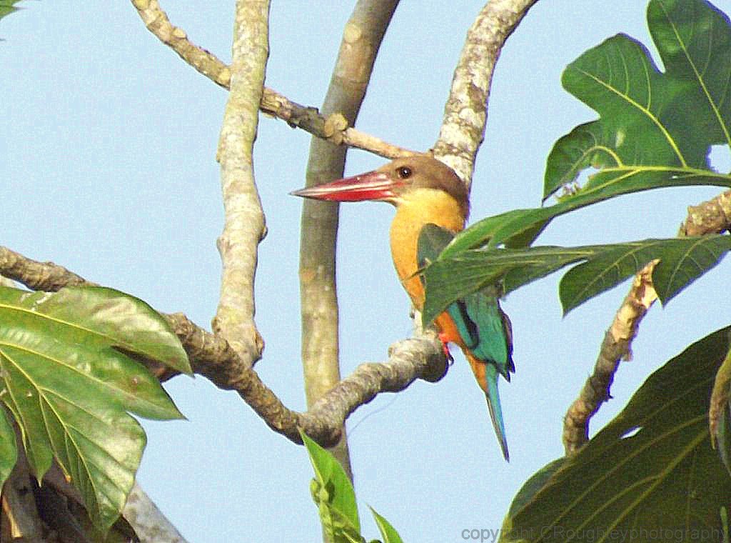 Stork billed kingfisher