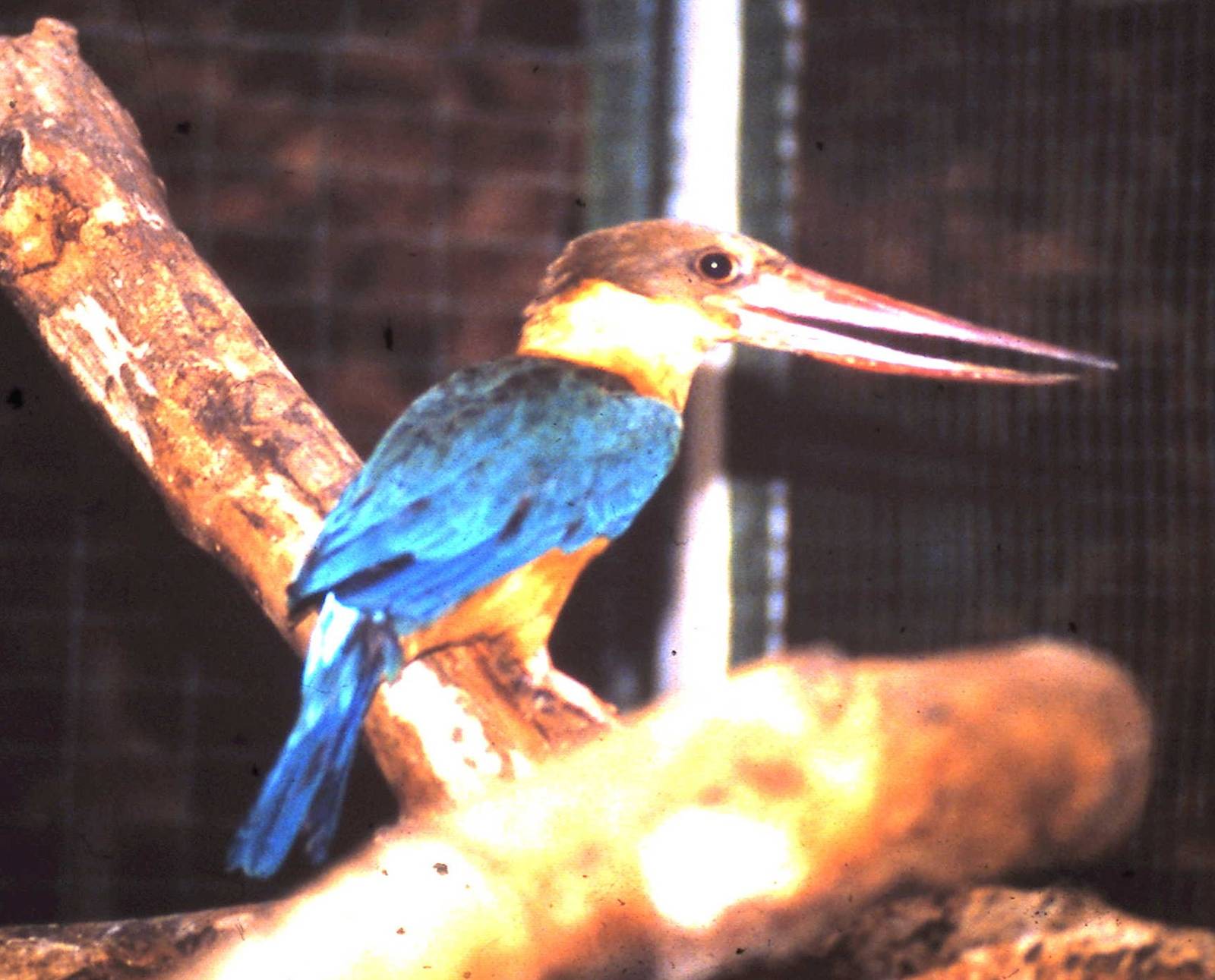 Stork-billed kingfisher