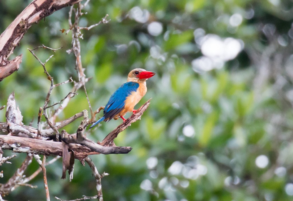 Stork-billed Kingfisher
