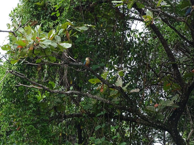 Stork-billed kingfisher
