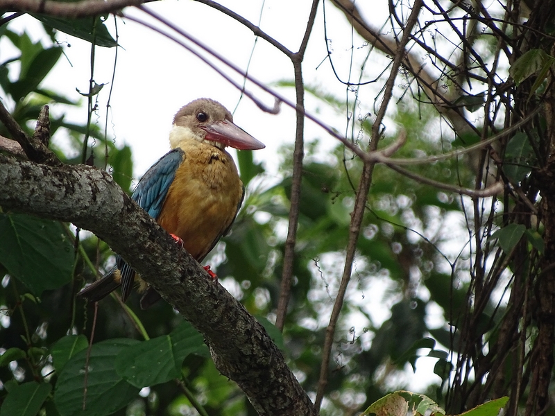 Stork-billed kingfisher