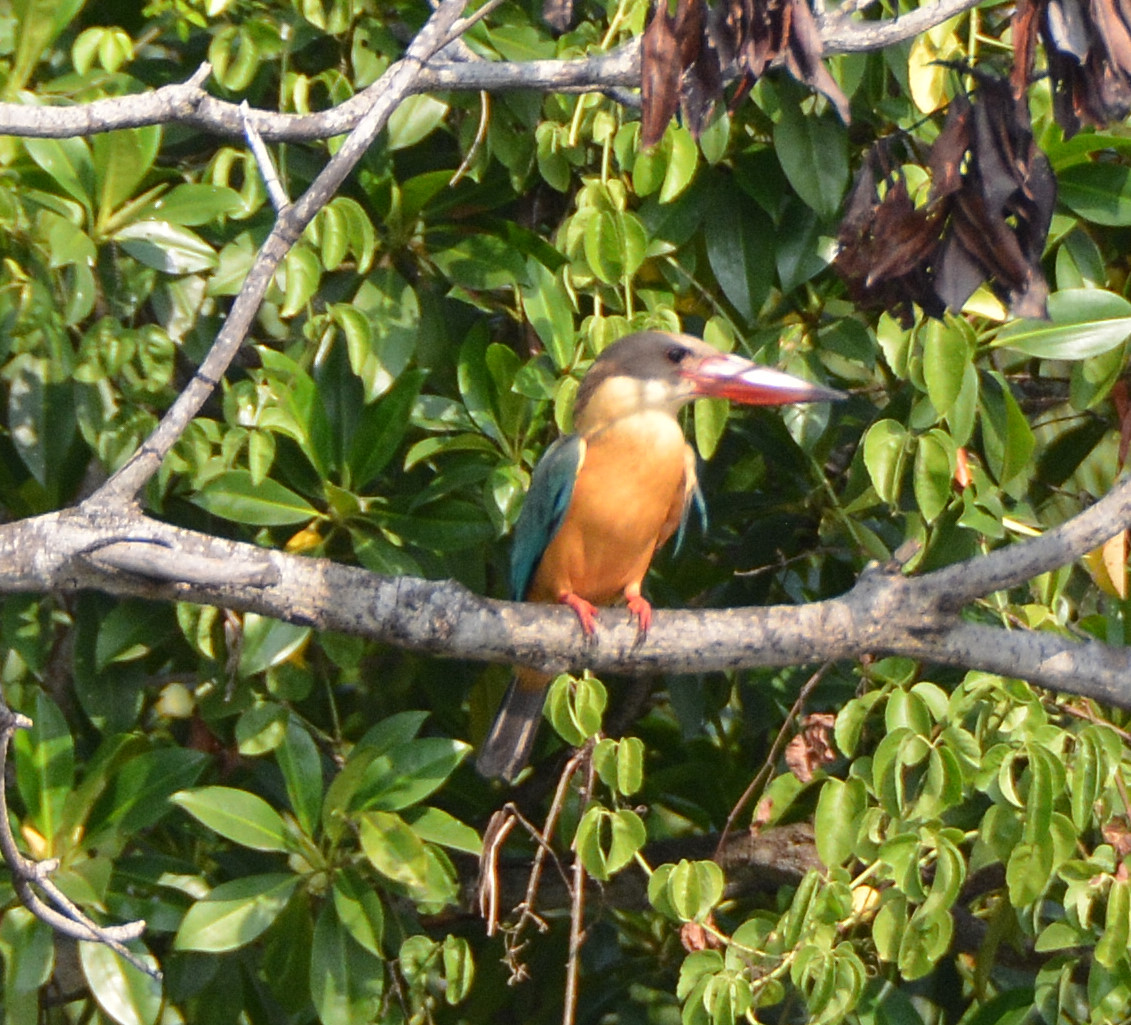Stork-billed kingfisher
