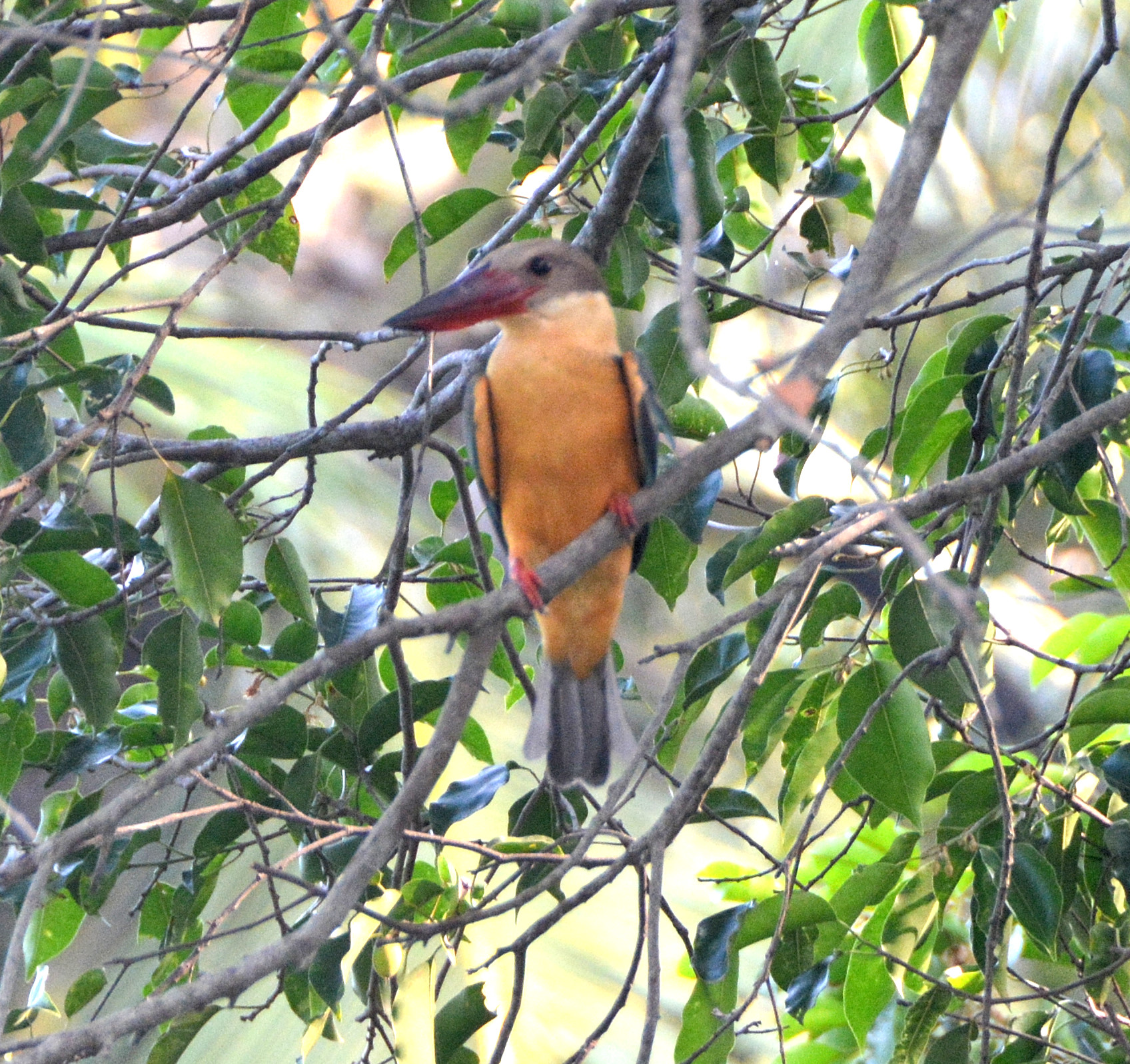 Stork-billed kingfisher