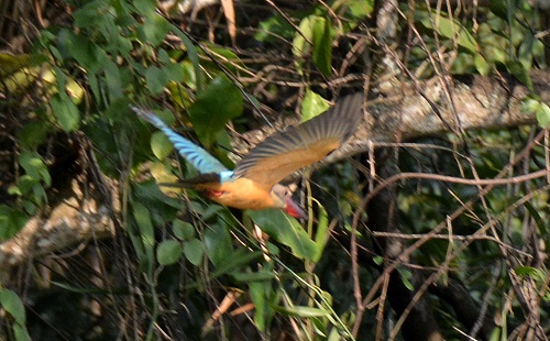 Stork-billed kingfisher