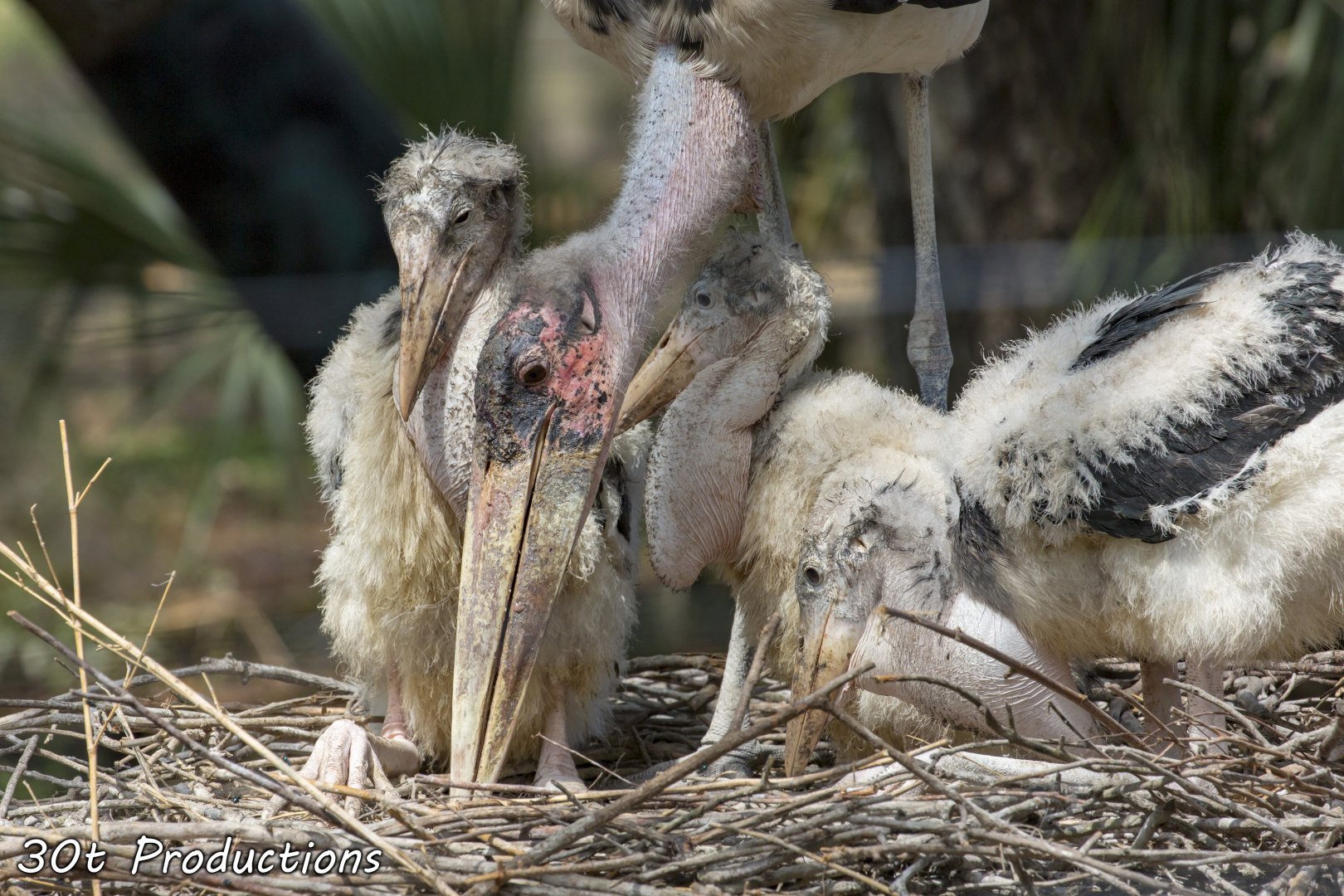 Stork chicks
