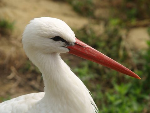 stork close up