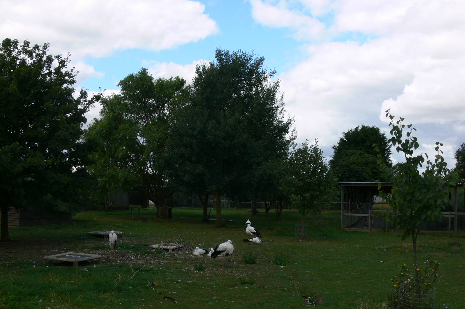 Stork Enclosure at Hamerton Zoo, 23/08/14