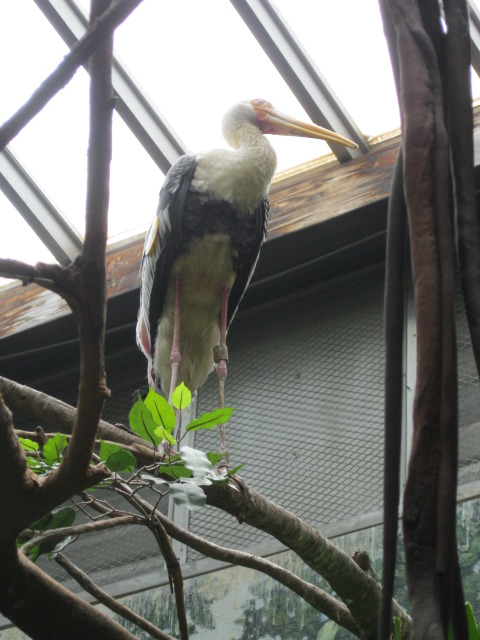 Stork in Jungle World