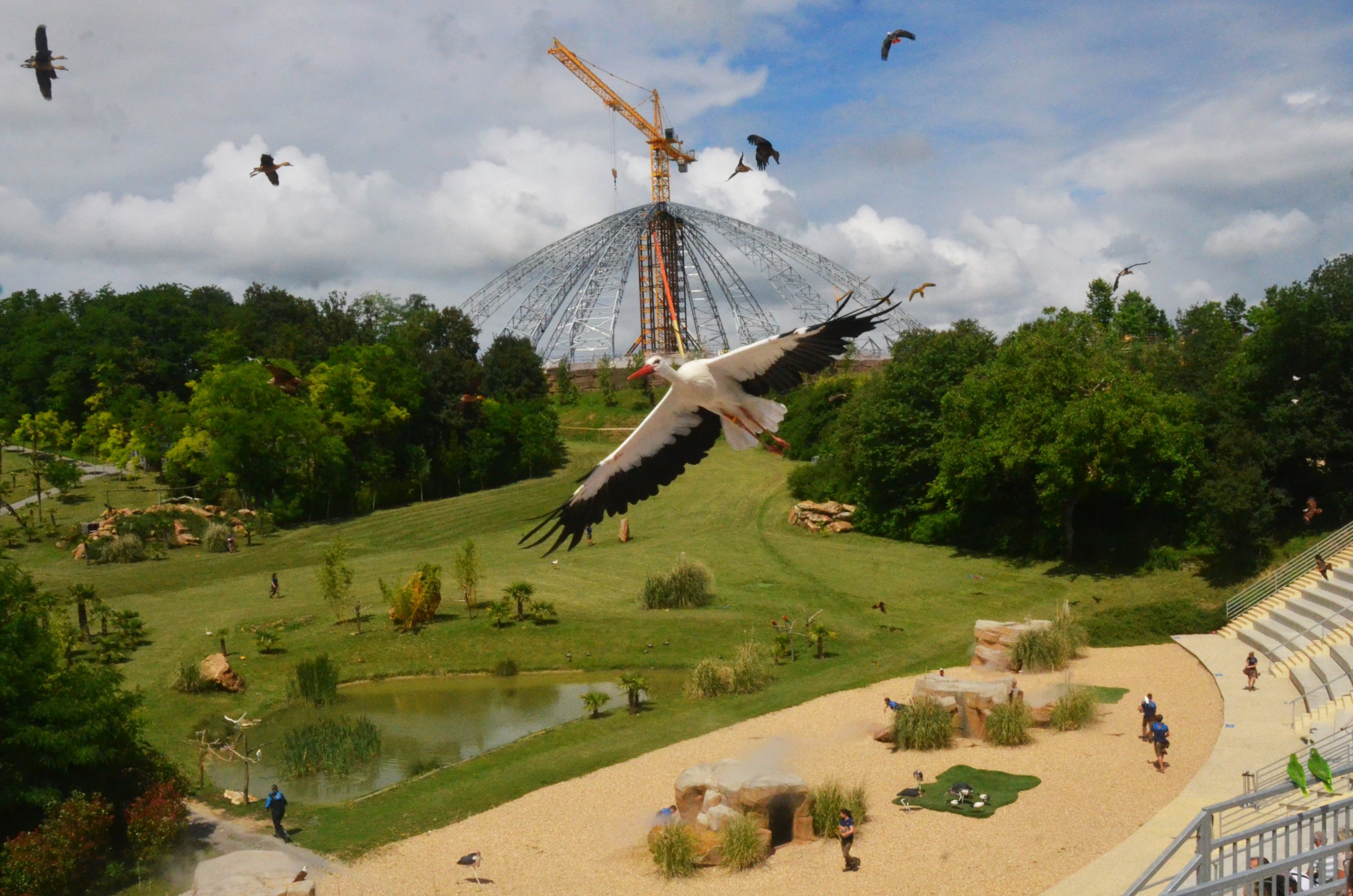 Stork Incoming - Les Maîtres des Airs at Beauval, 12/06/18