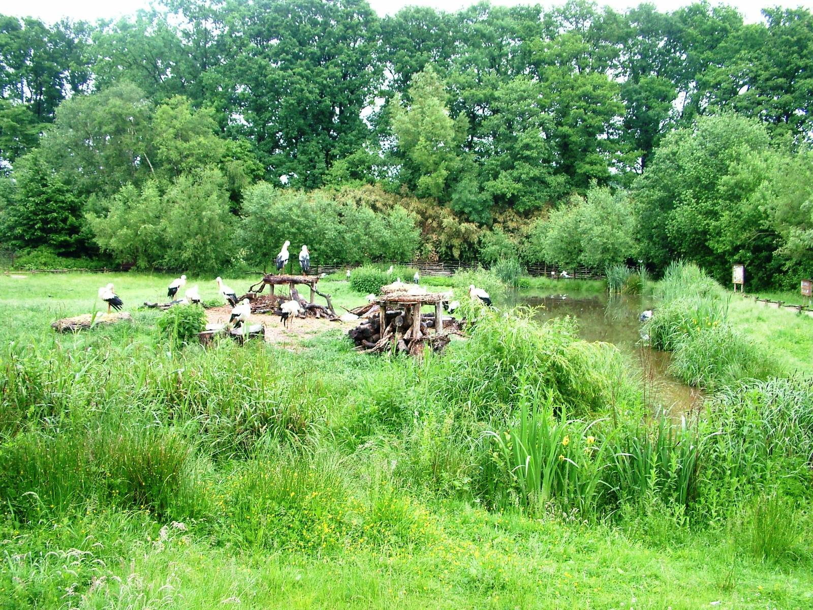 Stork Meadow at Rheine, 03/06/12