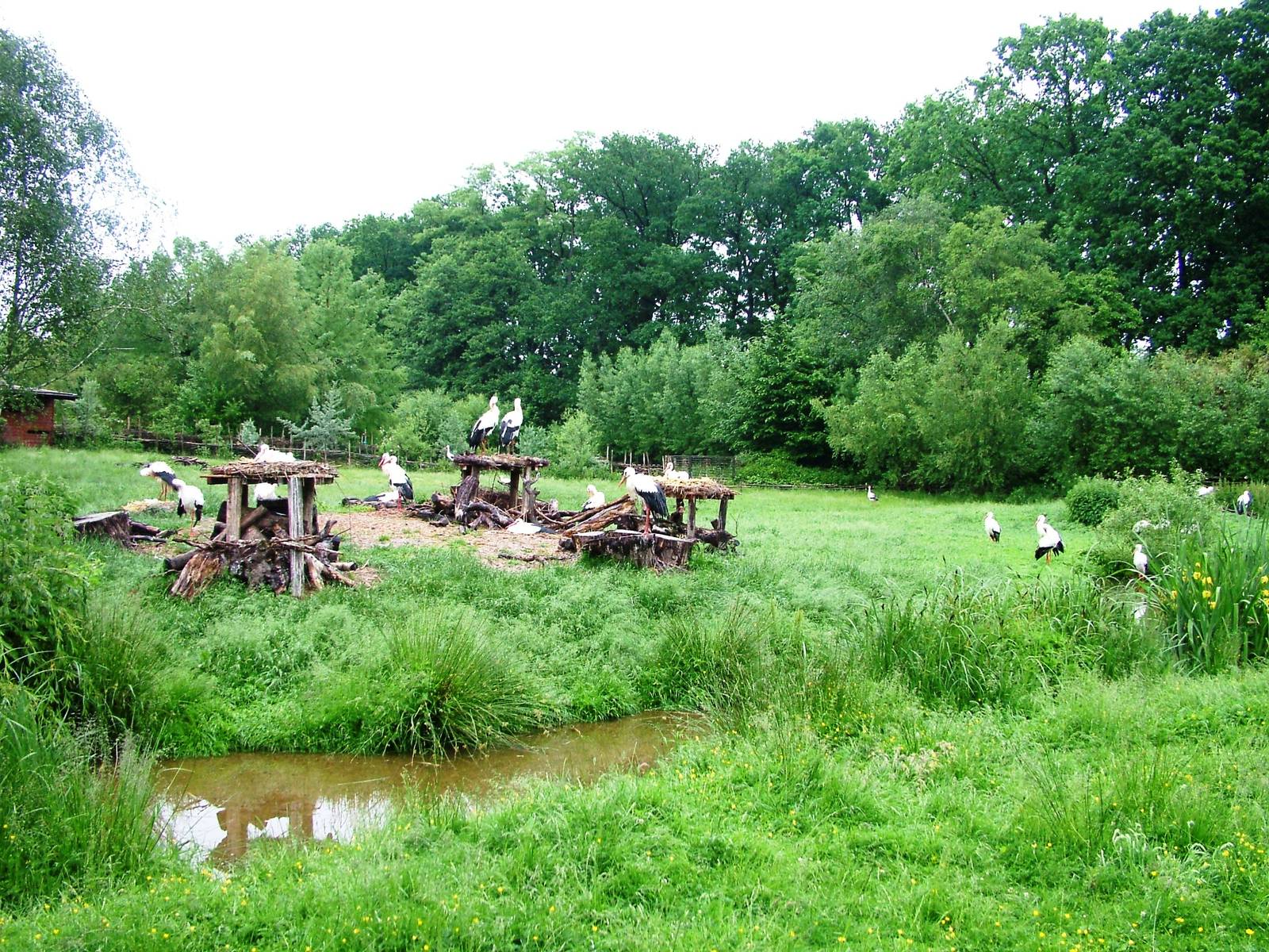 Stork Meadow at Rheine, 03/06/12