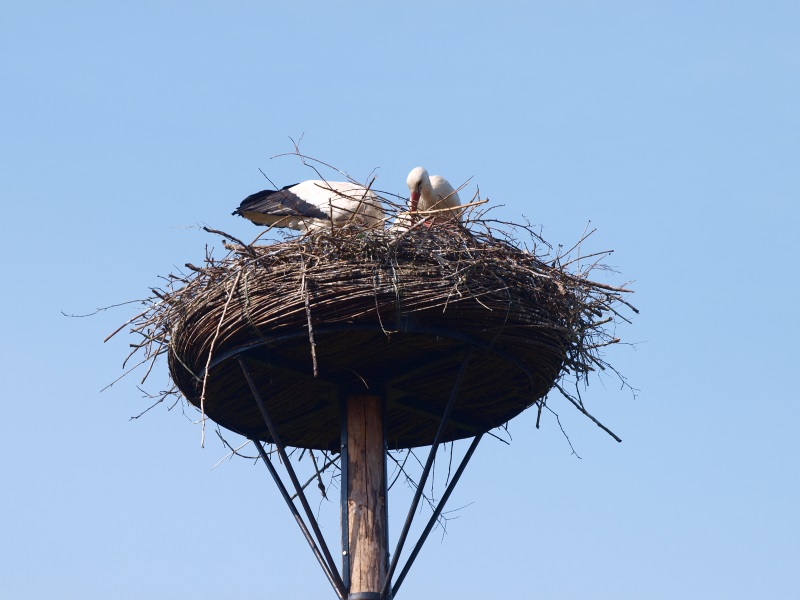 Stork nest (May 2nd, 2015)
