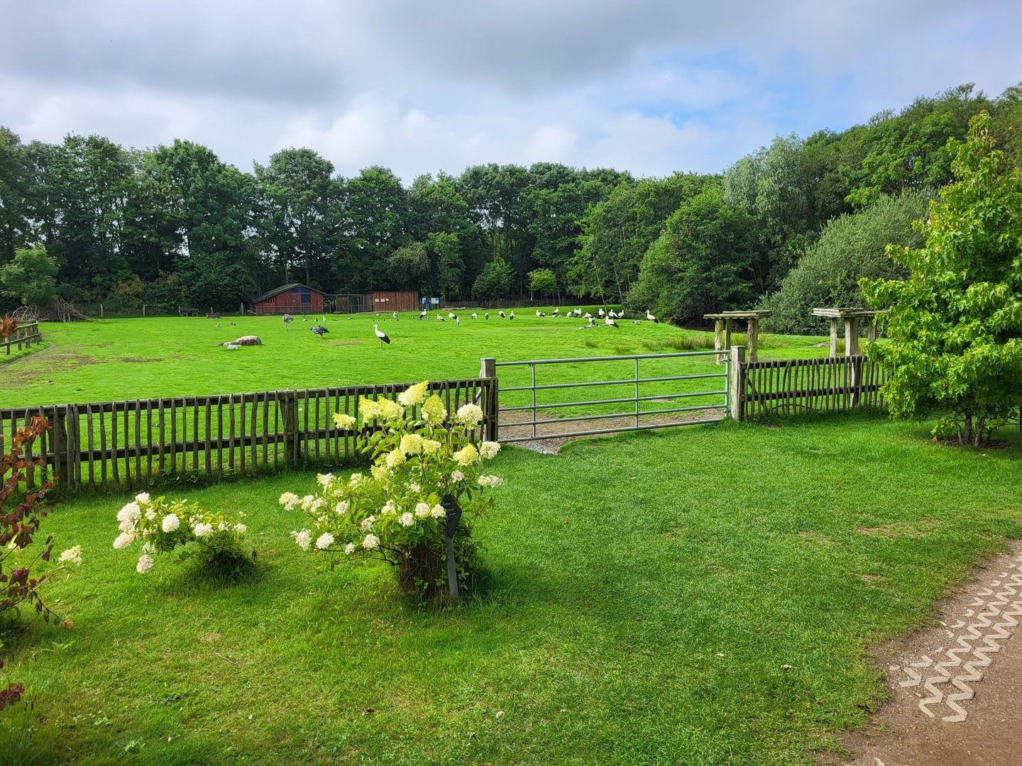 Stork - Patagonian cavy - screamer - crane - waterfowl - rhea meadow