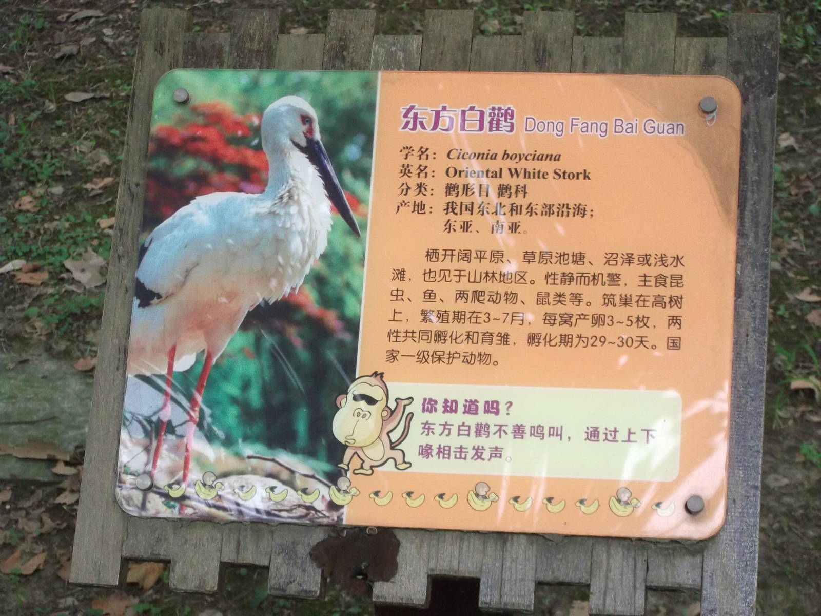 Stork sign