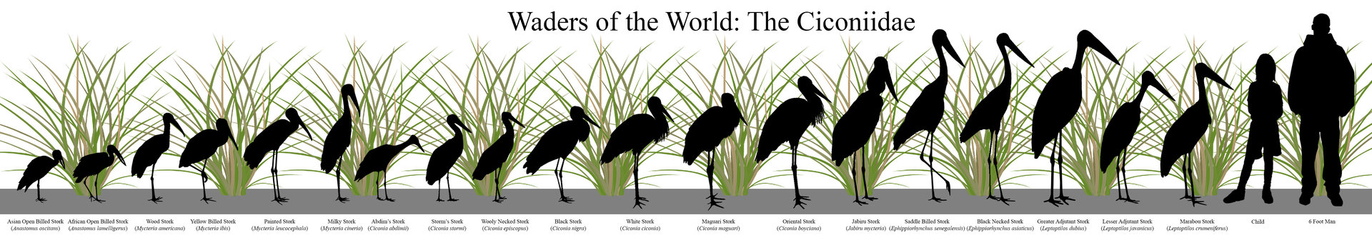 Stork Silhouettes Size Chart