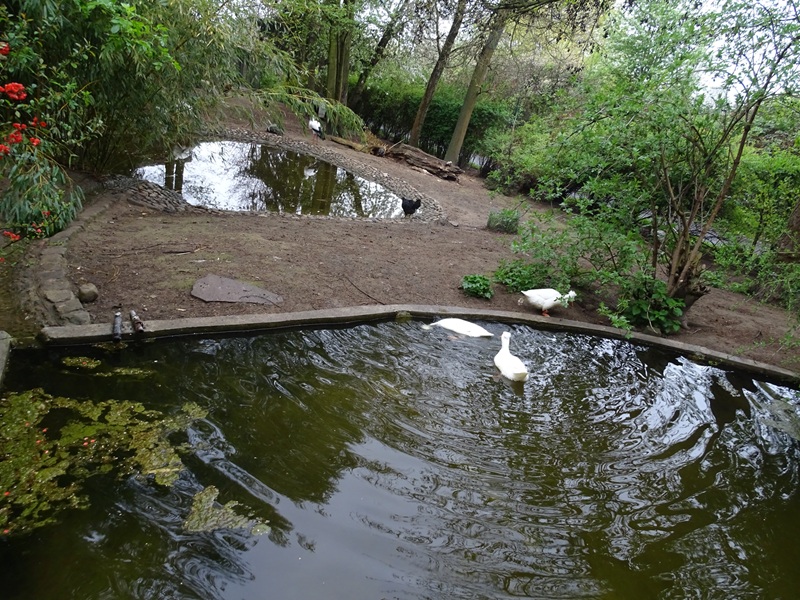 Stork / waterfowl enclosure