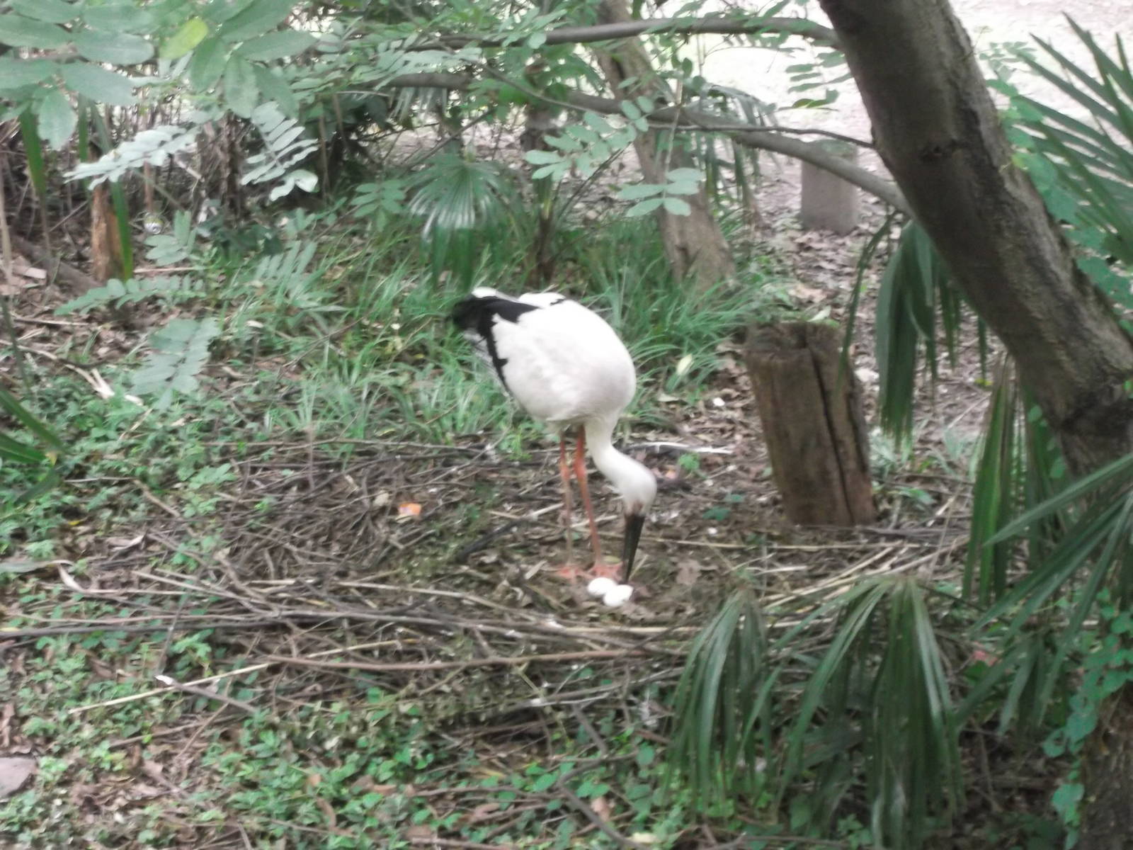 Stork with eggs
