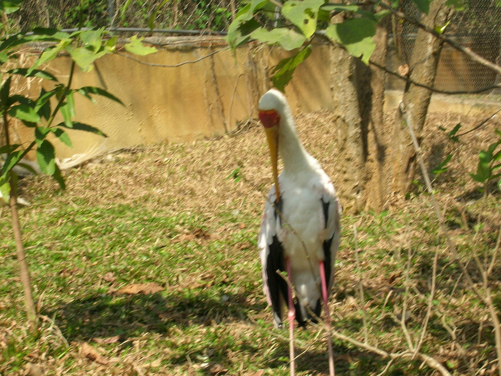 stork