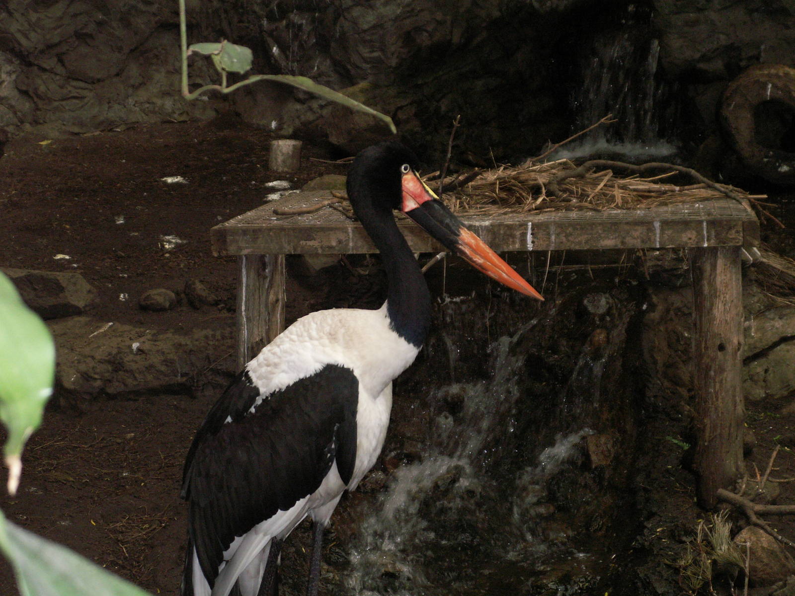 stork