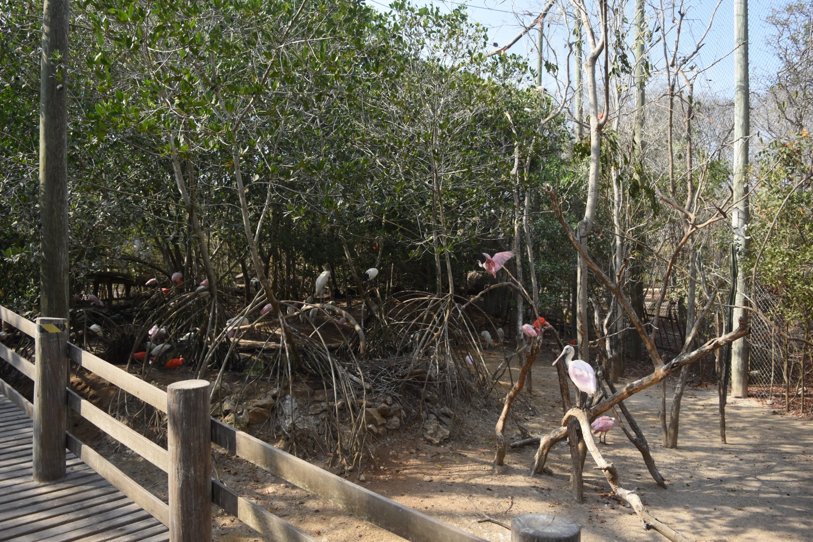 Storks and Ibises aviary